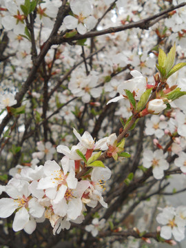 桃花 樱花 梨花