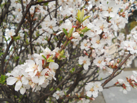 桃花 樱花 梨花