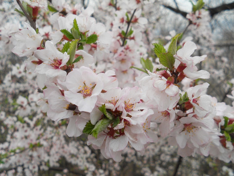 桃花 樱花 梨花