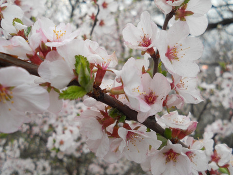 桃花 樱花 梨花