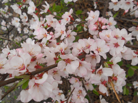 桃花 樱花 梨花