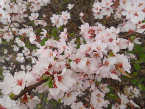 桃花 樱花 梨花