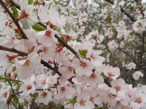 桃花 樱花 梨花