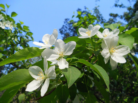 樱花 梨花 桃花