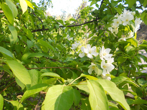 樱花 梨花 桃花