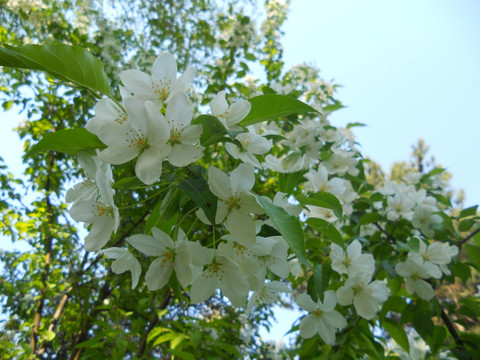 樱花 梨花 桃花