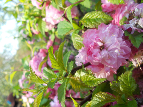 樱花 菊樱