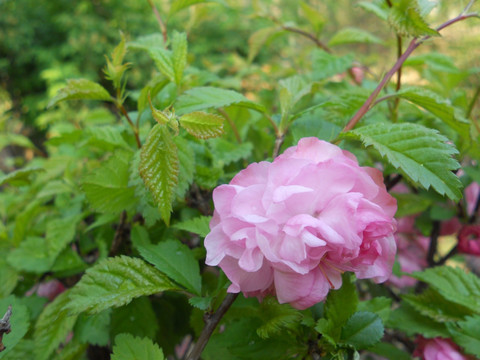 樱花 菊樱