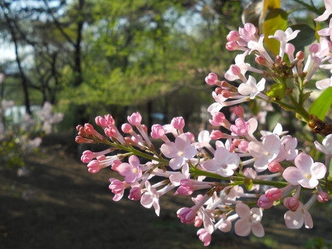 丁香花