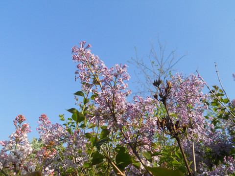 丁香花