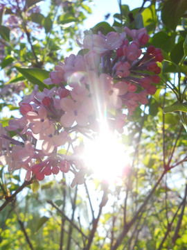 丁香花