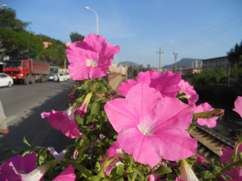 矮牛花 牵牛花 喇叭花 碧冬茄