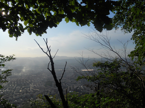 城市俯瞰 树木 树枝