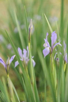 马兰花