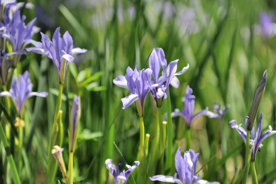 马兰花