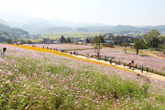 乡间花海