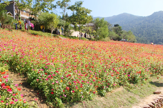 花海