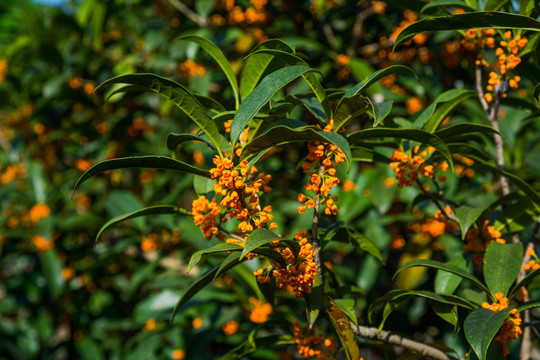 桂花树