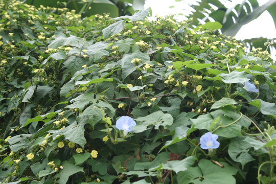 牵牛花与鲜花