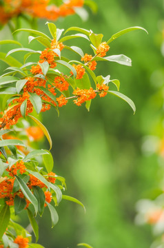 黄色的桂花