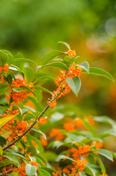 黄色的桂花