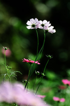 格桑花