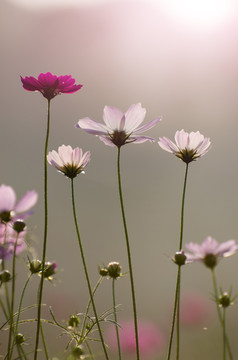 格桑花