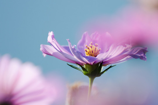 格桑花