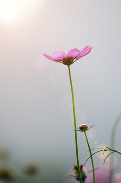 格桑花