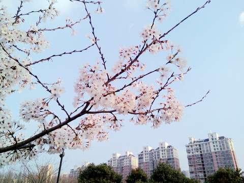 公园樱花树