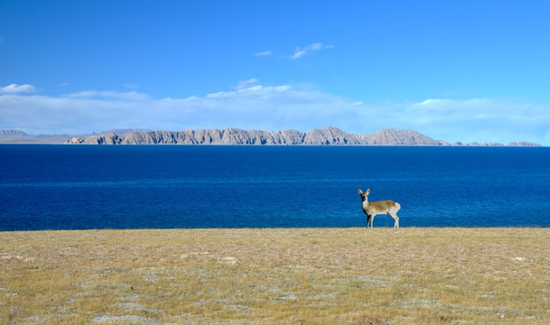 湖泊 羚羊