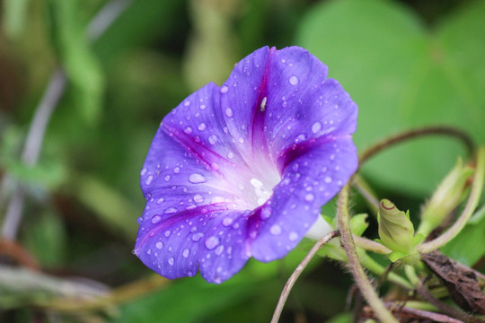 牵牛花