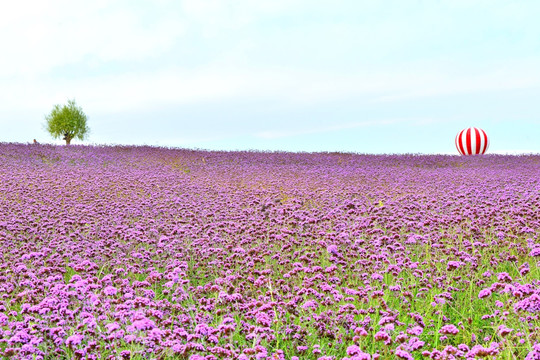 花海