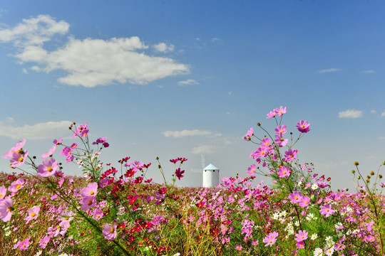 格桑花