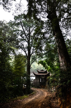 擎天岩 古树 土路 山间小路