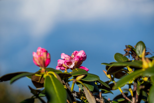 杜鹃花