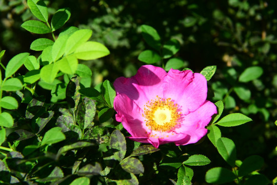 刺梨花