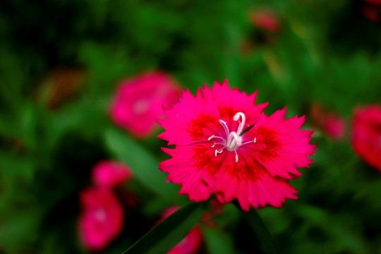 石竹 红色石竹花 洛阳花