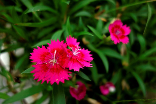 石竹 红色石竹花 洛阳花