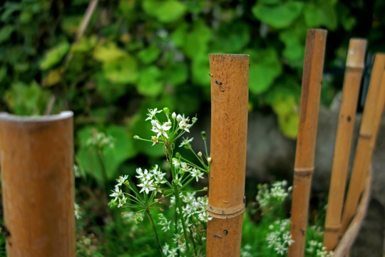 白色韭菜花和竹片篱笆