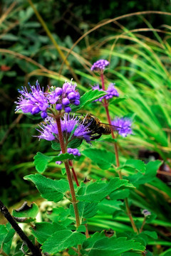 兰香草 蓝莸 紫色野花和蜜蜂