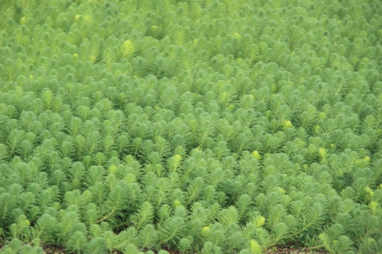 水生植物