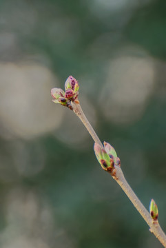 嫩芽