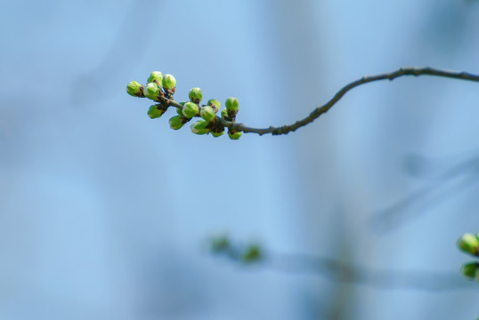 花枝