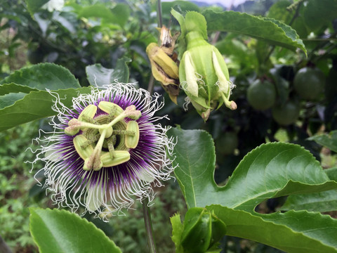 百香果花