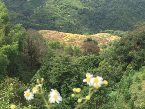 翠竹洋火山口 梯田