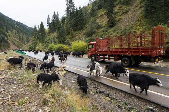 公路上的牦牛与汽车