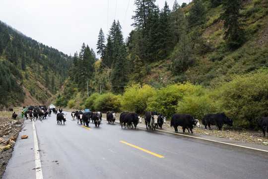 公路上的牦牛