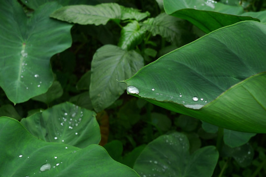 芋叶上的水珠特写