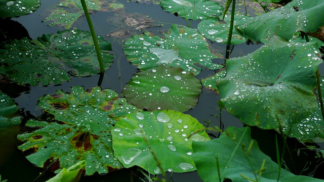 雨中荷塘